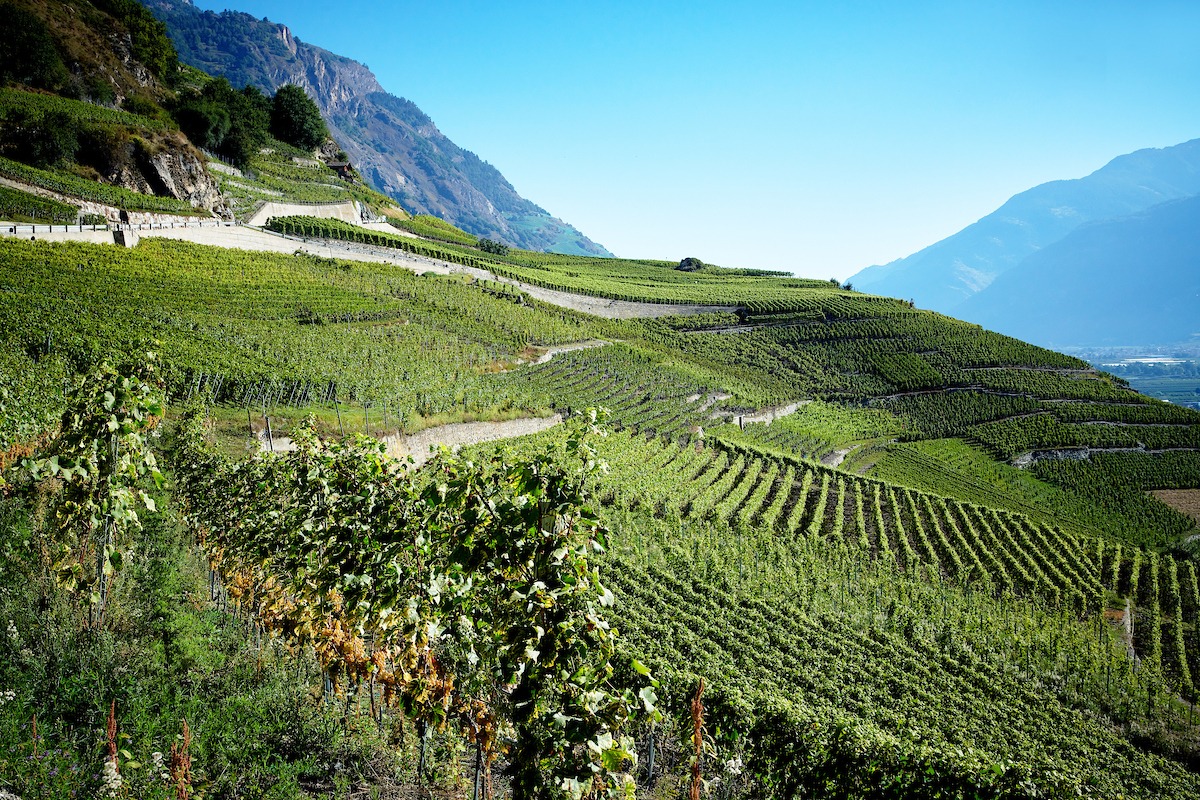 Le Vignoble Des Petites Arvines De Fully Paysage