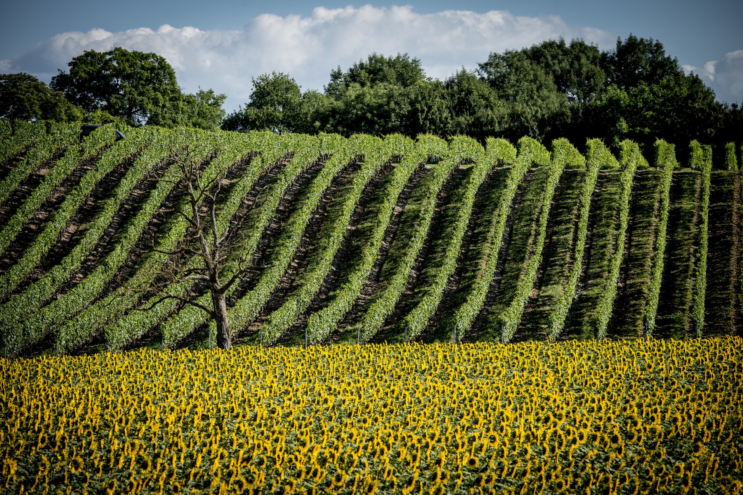Domaine Desize