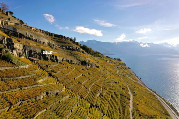 Swiss wine is looking for a way out